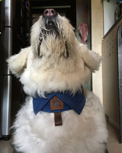 The Friends of Felix Collar